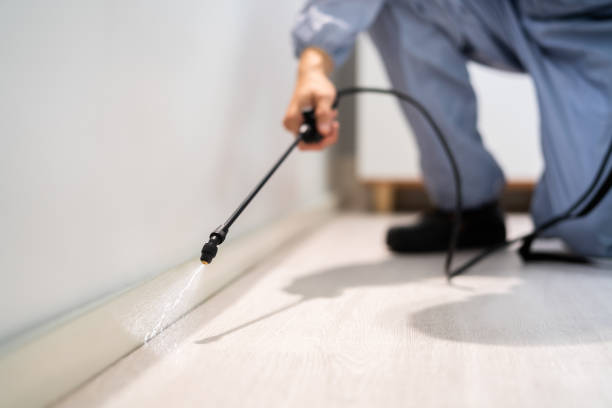 Licensed Wasp Removal service in Keyport, NJ - Show Me Pest Control