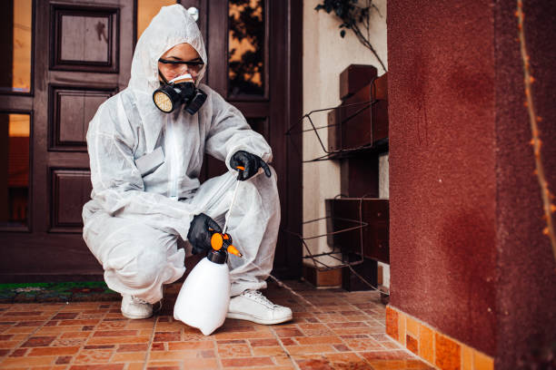 Reliable Wasp Removal contractor in Keyport, NJ by Show Me Pest Control